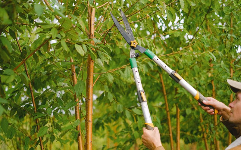 Tree trimming in Proctorville, NC